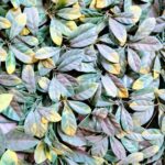 Plantas Cubre "SAFARI" 50x50cm